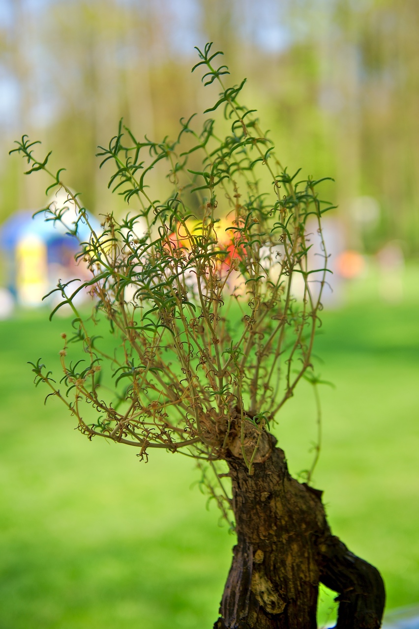 212-Foire-jardin-Enghien-2015.jpg