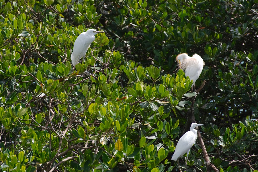 Martinique -mangrove-2013-07-30--15 33 45
