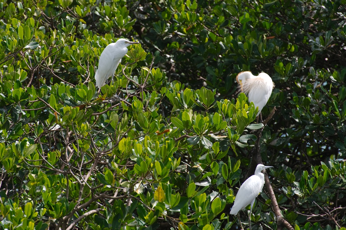 Martinique_-mangrove-2013-07-30--15_33_45.jpg