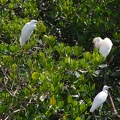 Martinique -mangrove-2013-07-30--15 33 45