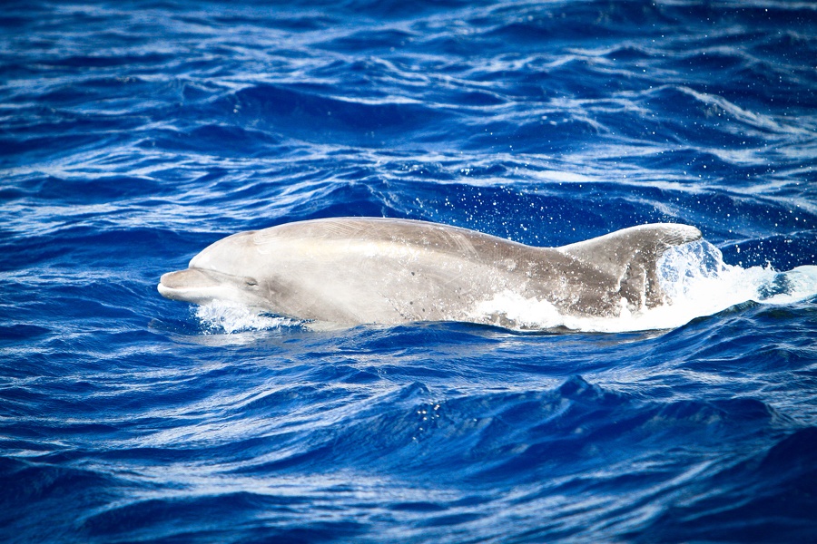 Martinique-bateau-dauphins-07