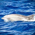 Martinique-bateau-dauphins-07