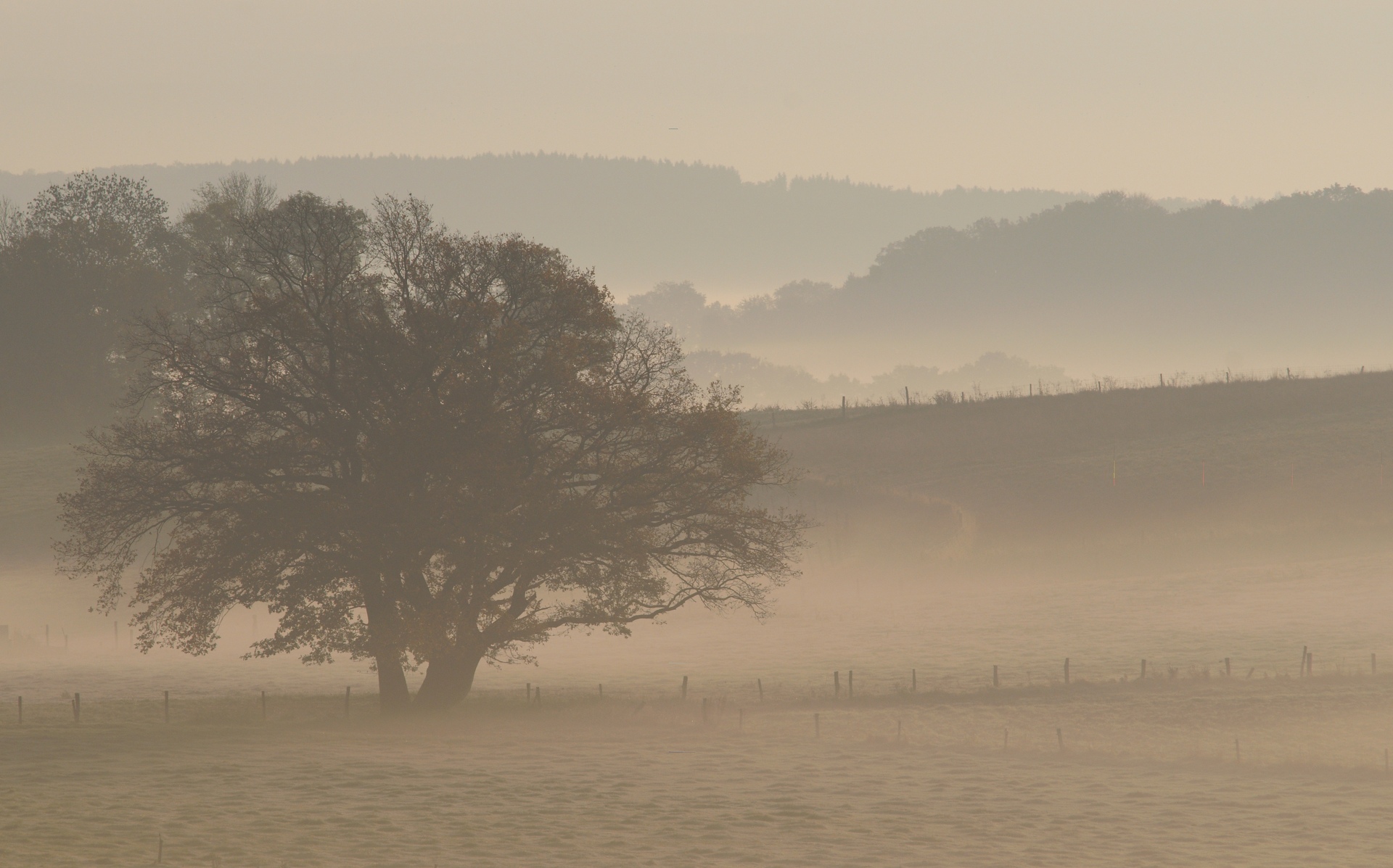 brouillard 7 - brouillard_7.jpg brouillard_7.jpg