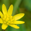 fleur jaune Luc Viatour