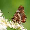 Papillon brun