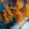 Martinique -plongee-anse-arlet-53
