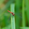 Sympetrum sanguineum-3