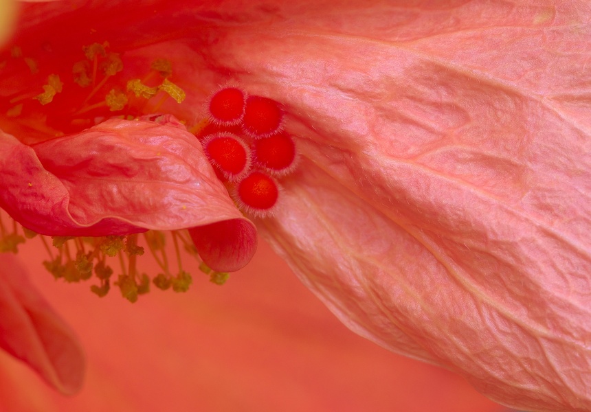 Hibiscus rosa-sinensis-1