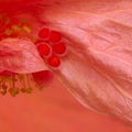 Hibiscus rosa-sinensis-1