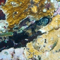 Martinique -plongee-anse-arlet-13