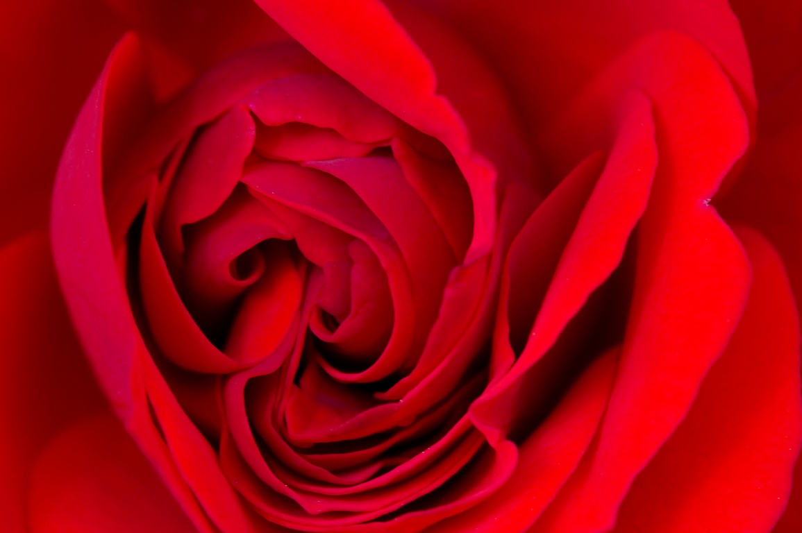 Rose_rouge.jpg