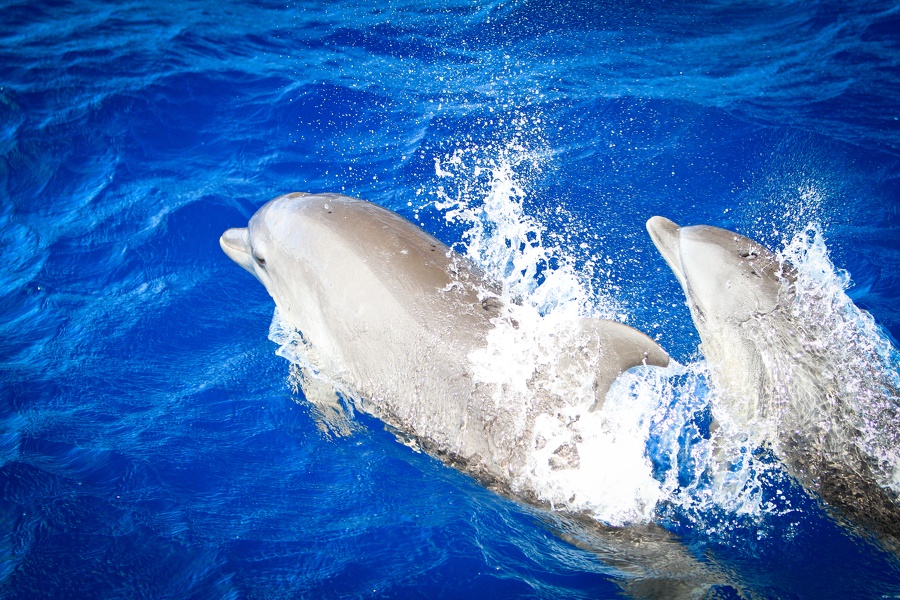 Martinique-bateau-dauphins-02