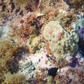 Martinique -plongee-anse-arlet-69
