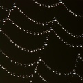 spider-Web-4.jpg