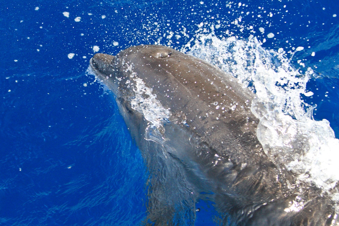 Martinique-bateau-dauphins-06.jpg