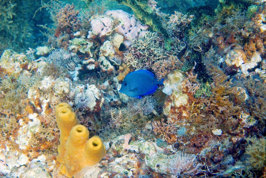 Martinique -plongee-anse-arlet-82