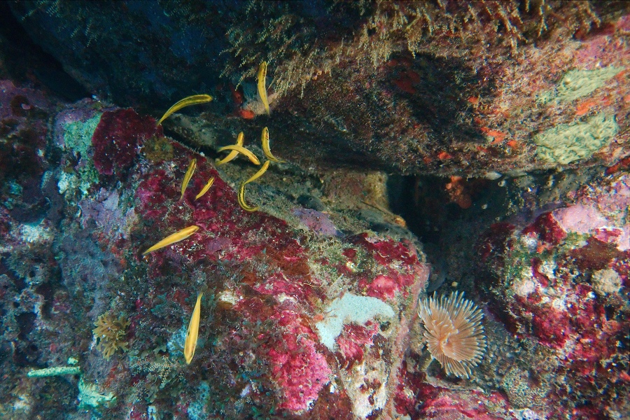 Martinique -plongee-anse-arlet-22