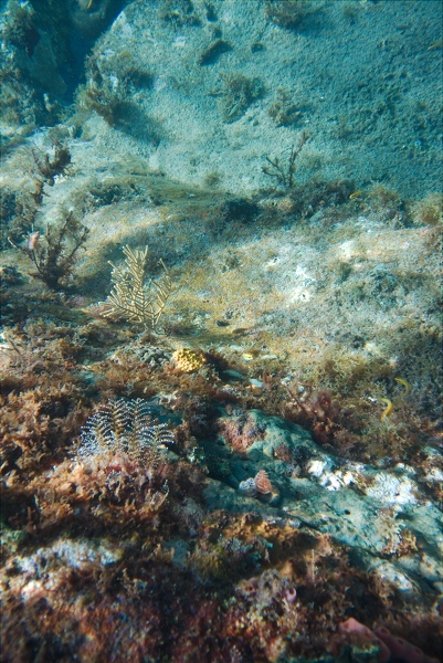 Martinique -plongee-anse-arlet-44