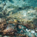 Martinique -plongee-anse-arlet-44