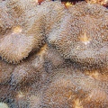 Martinique -plongee-anse-arlet-62