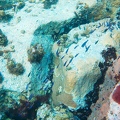 Martinique -plongee-anse-arlet-63