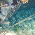 Martinique -plongee-anse-arlet-66