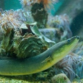 aquarium_13.jpg