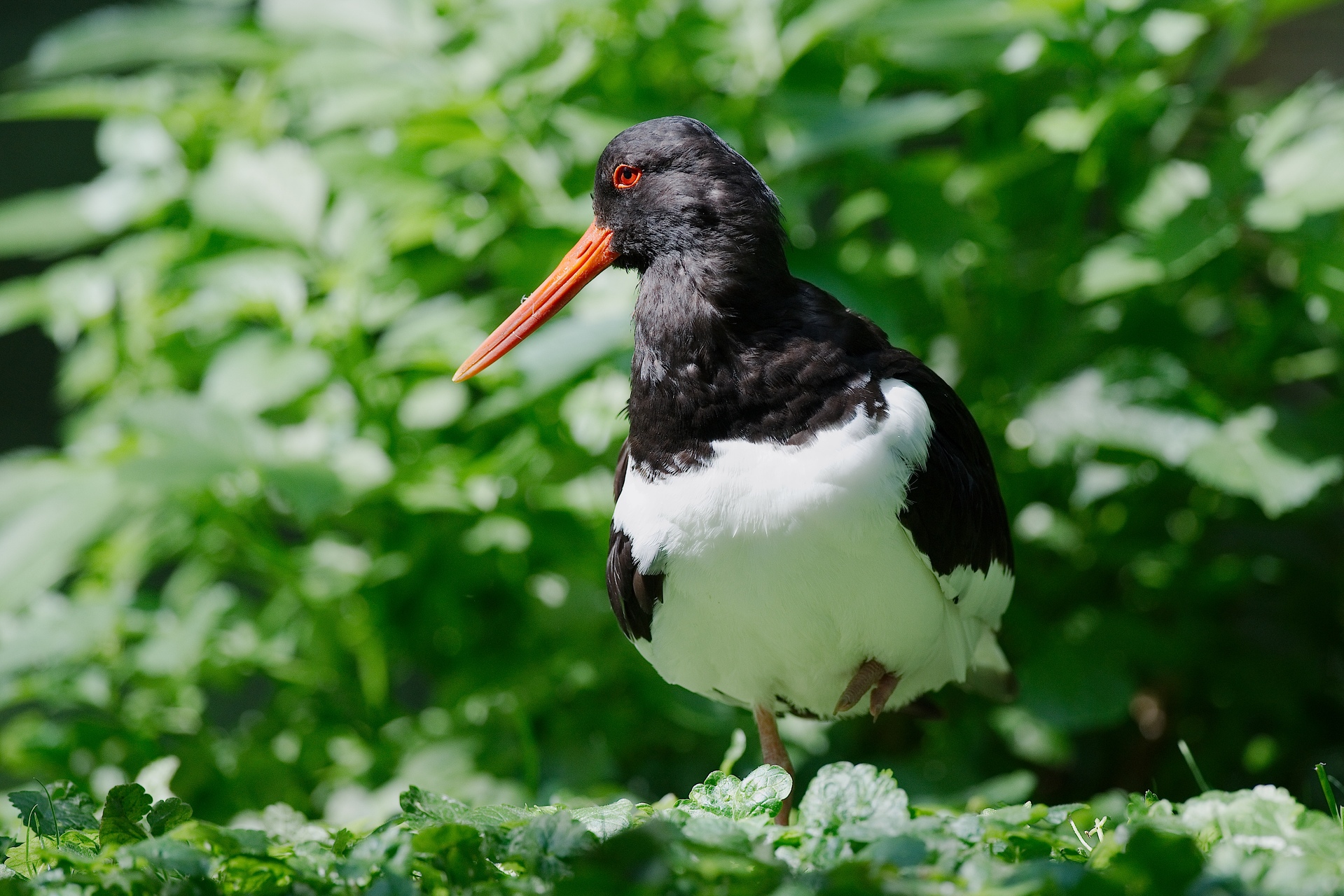 Pairi_Daiza_2013-18-juillet--11.jpg