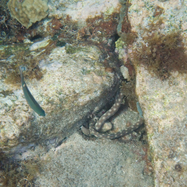 Martinique -plongee-anse-arlet-68