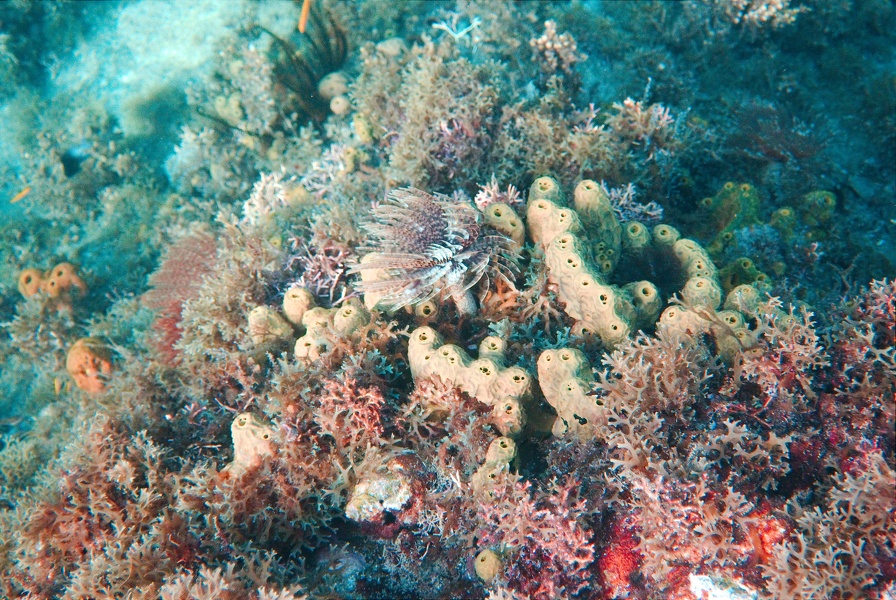Martinique -plongee-anse-arlet-65