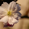 Fleur cerisier 2