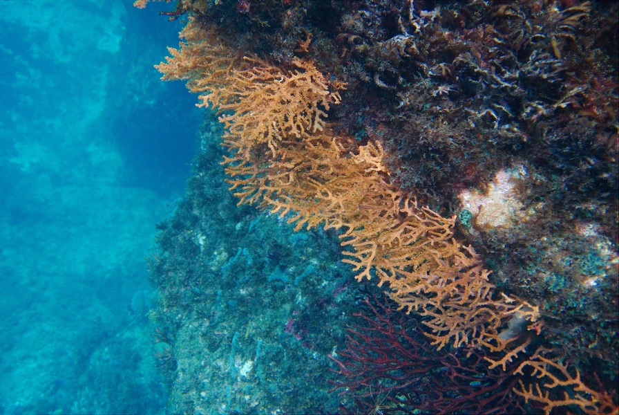 Martinique -plongee-anse-arlet-19