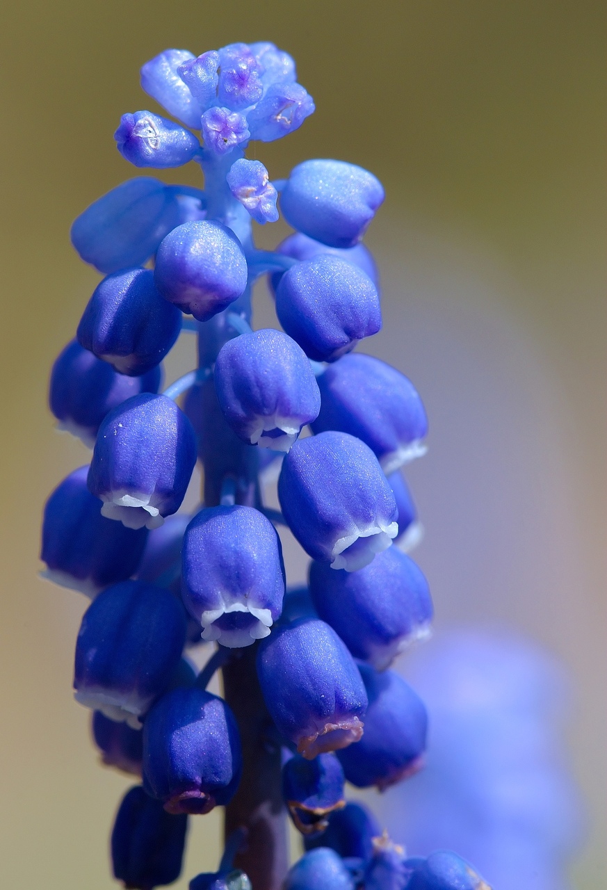 fleurs-4_Luc_Viatour.jpg