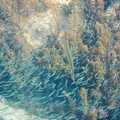 Martinique -plongee-anse-arlet-78