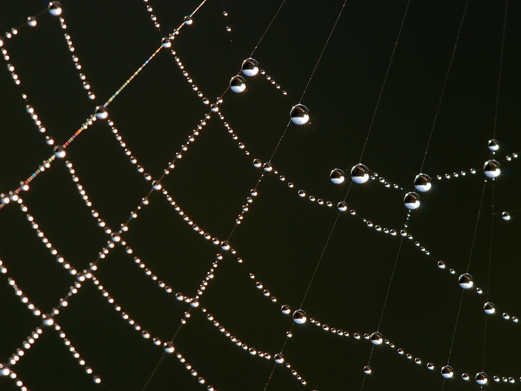spider-Web-2.jpg