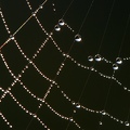 spider-Web-2