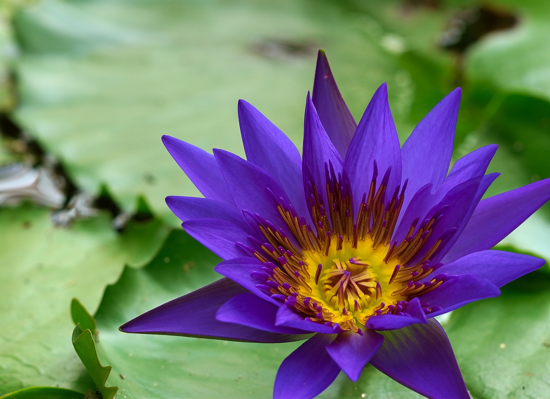Nymphaea blue - Nymphaea_blue.jpg Nymphaea_blue.jpg