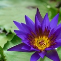 Nymphaea blue