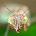 Tenodera_sinensis_1-1.jpg