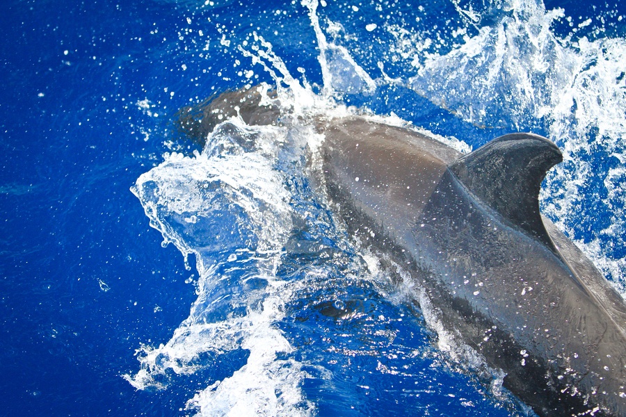 Martinique-bateau-dauphins-05