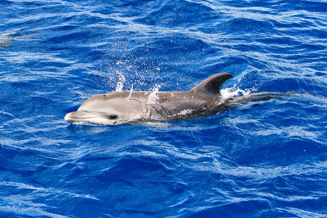 Martinique-bateau-dauphins-08