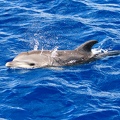 Martinique-bateau-dauphins-08
