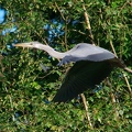 heron 15