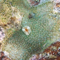 Martinique -plongee-anse-arlet-61