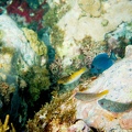 Martinique -plongee-anse-arlet-72
