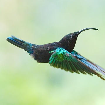 Colibris en Martinique