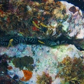Martinique -plongee-anse-arlet-29