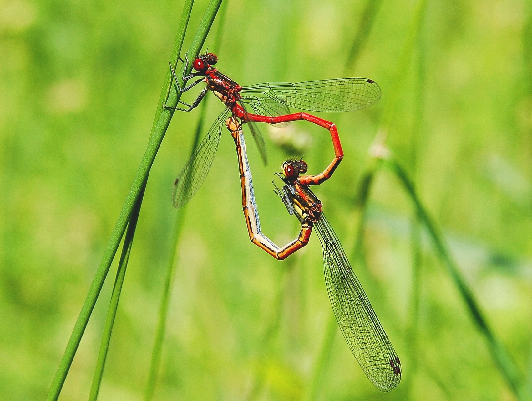 2006-06-10--11_17_19_nature_Luc_Viatour.JPG