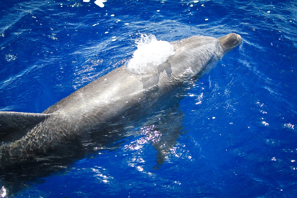 Martinique-bateau-dauphins-10.jpg