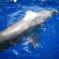 Martinique-bateau-dauphins-10